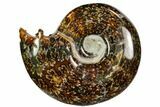 Polished, Agatized Ammonite (Cleoniceras) - Madagascar #110521-1